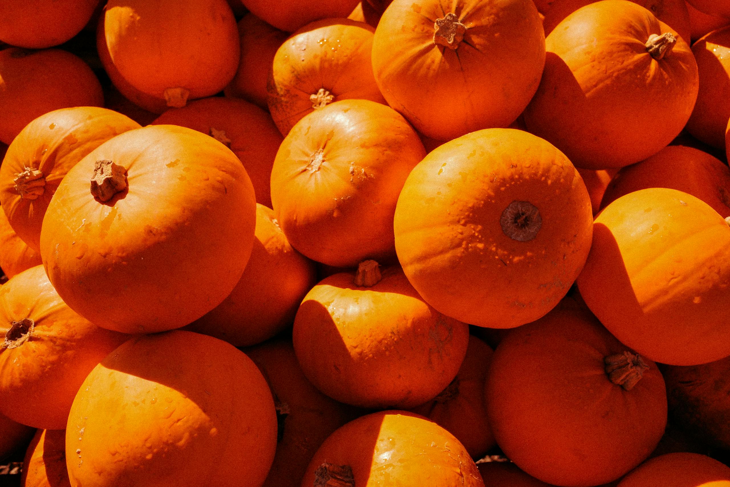 Organic Search: Enhancing your Sustainable Traffic 1 free stock photo of pumpkins 28903366 scaled